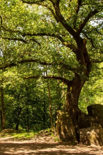 Location de tente de réception à Saint-Junien près de Limoges